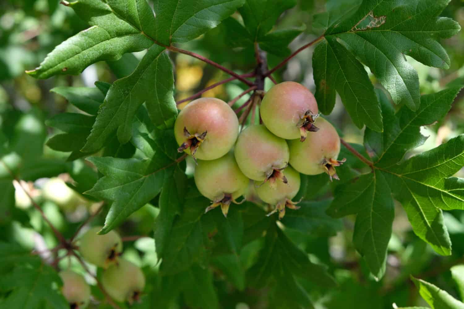 malus trilobata, commonly known as Lebanese wild apple, erect crab apple or three-lobed apple tree