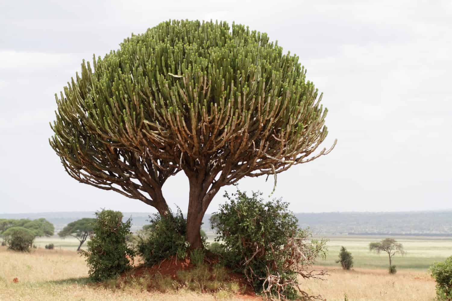 Euphorbia candelabra tree in the african savanna
