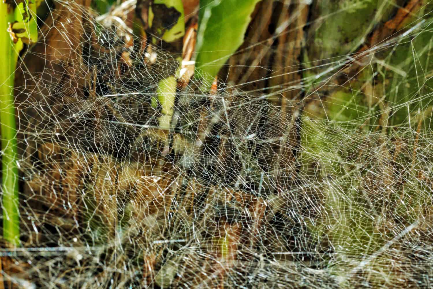 Natural spider web
