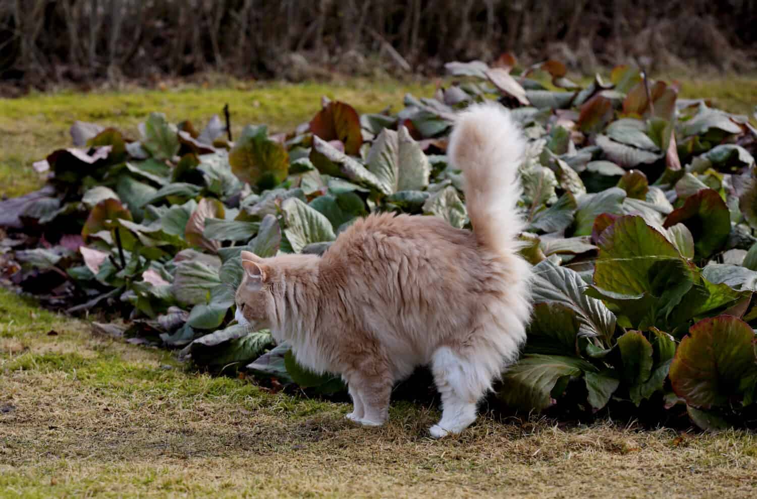 A big norwegian forest cat male marking its territory 
