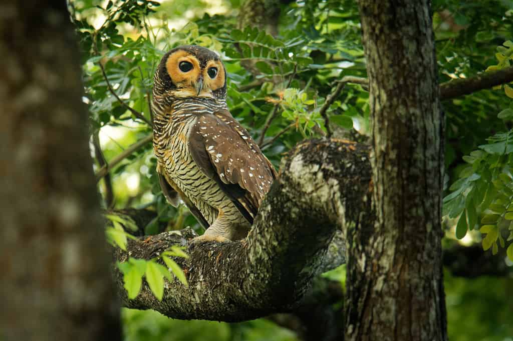 Spotted Wood-Owl - Strix seloputo, owl of the earless owl genus Strix, three subspecies are seloputo, wiepkini and baweana.
