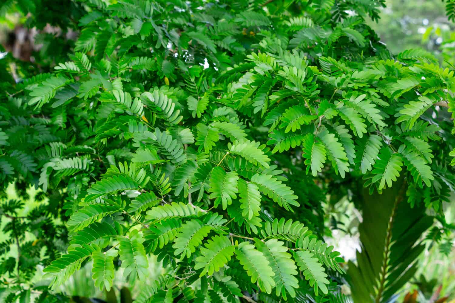 Verawood (Bulnesia arborea) leaves closeup - Pembroke Pines, Florida, USA