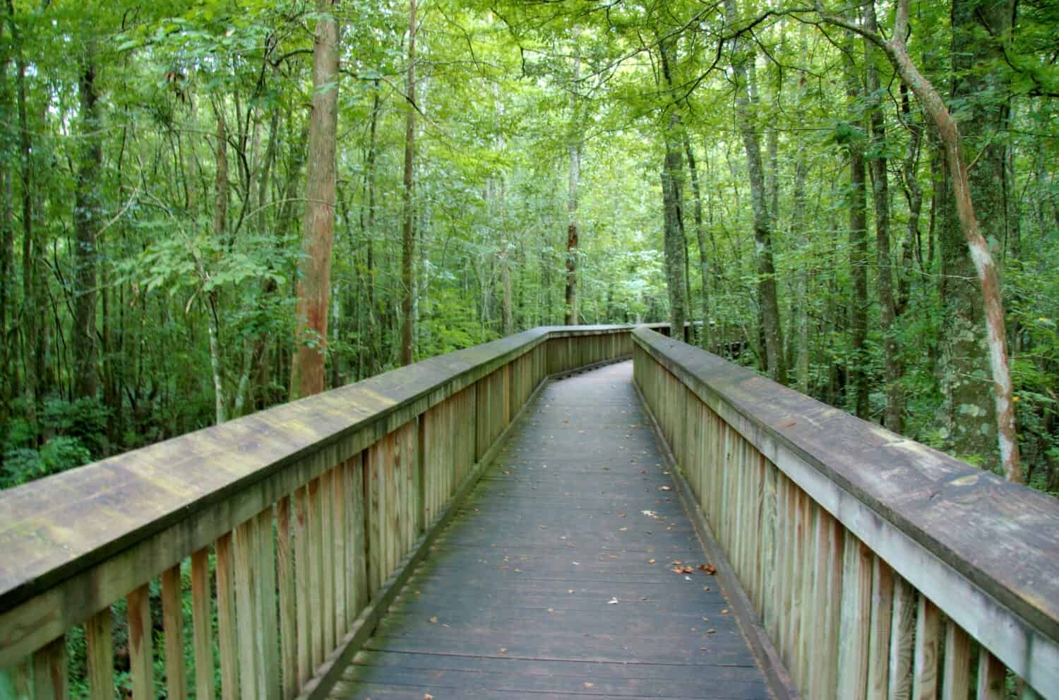 An elevated path over a swamp at Tickfaw State Park, located 7 mi (11 km) west of Springfield, in Livingston Parish, Louisiana, USA.