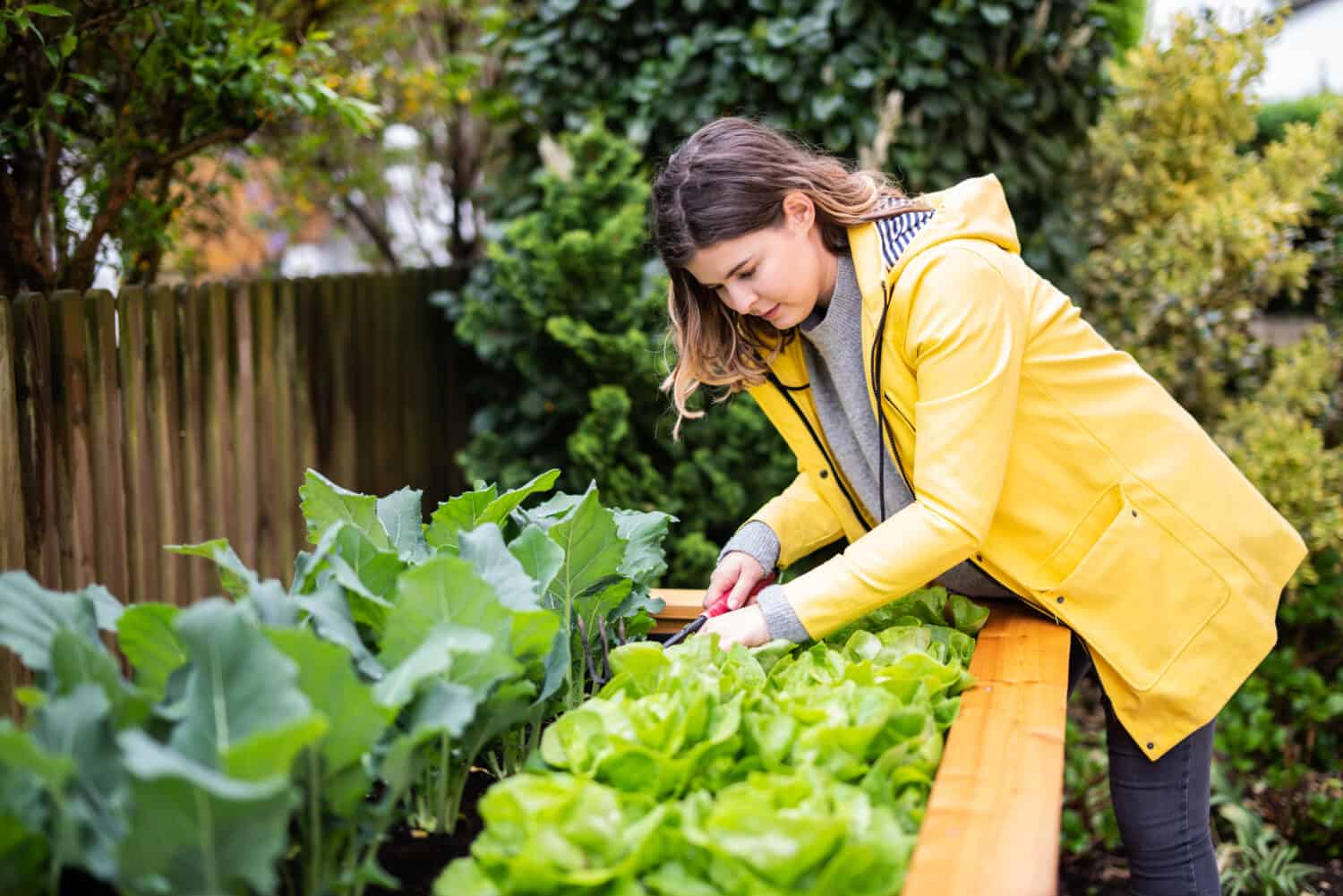 Young woman is posing in garden salad in a raised bed