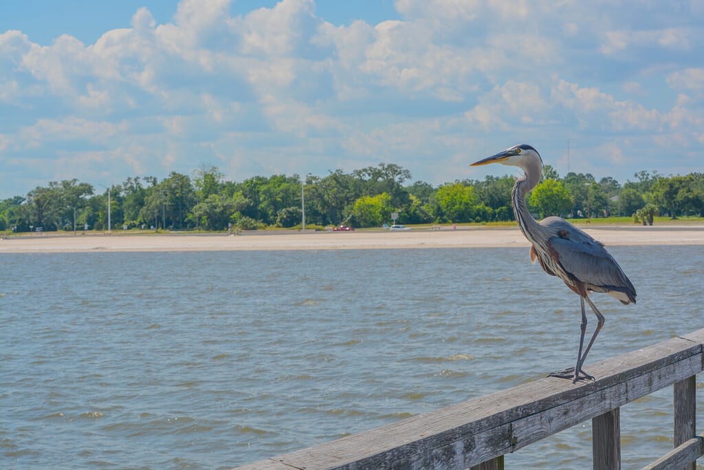 A Great Blue Heron on Jim Simpson Sr fishing pier, Harrison County, Gulfport, Mississippi, Gulf of Mexico USA