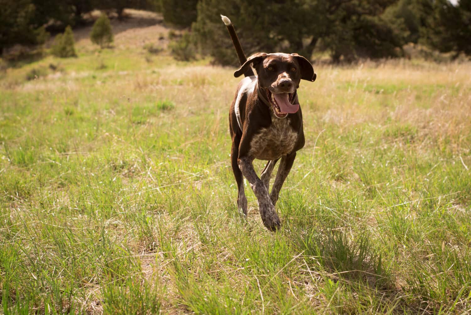 Gorgeous young German Shorthaired Pointer dog running in field and sitting in a meadow with a blurred background while hunting birds. Purebred with a happy and excited friendly personality.