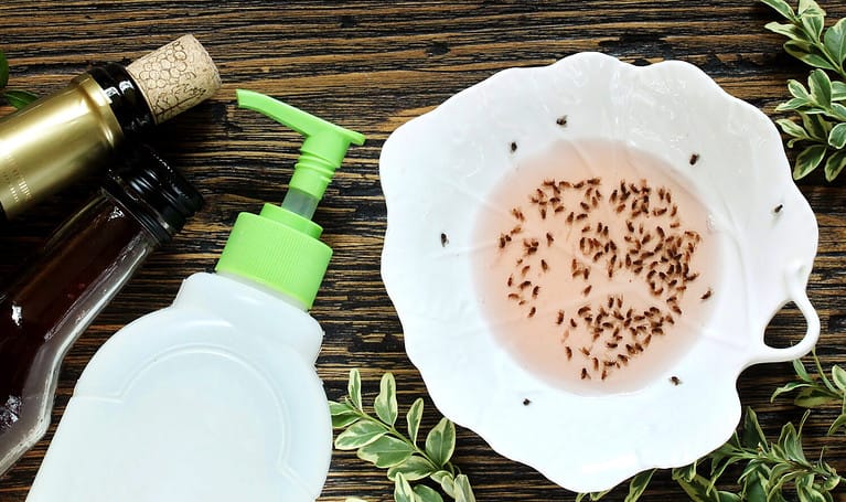 Getting Rid of Gnats in Your House. get rid of the kitchen midge. recipe home traps. add wine or wine vinegar in a bowl and a few drops of soap. set instead of clusters.