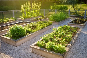 Discover the Best Soil for Raised Vegetable Garden Beds Picture