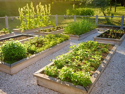 A Discover the Best Soil for Raised Vegetable Garden Beds