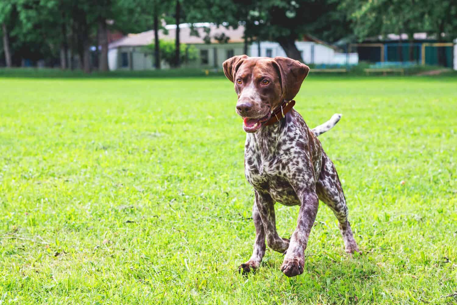 The dog german shorthaired pointer runs on a green field. A dog with a nice expression of the face