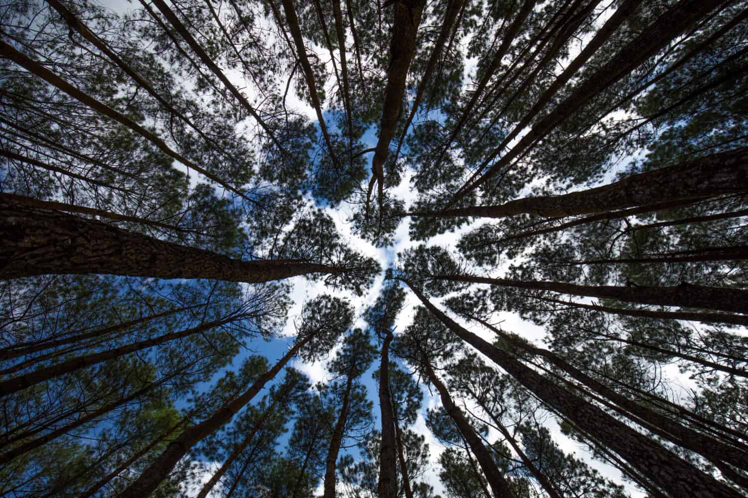 Pine tree showing a phenomenon call crown shyness