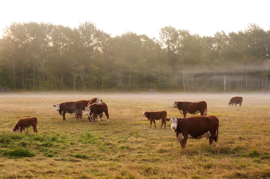 Misty Fog Surrounds a Cow Pasture in Western Washington. Cattle in western Washington state are surrounded by a misty fog layer during a lovely sunrise.
