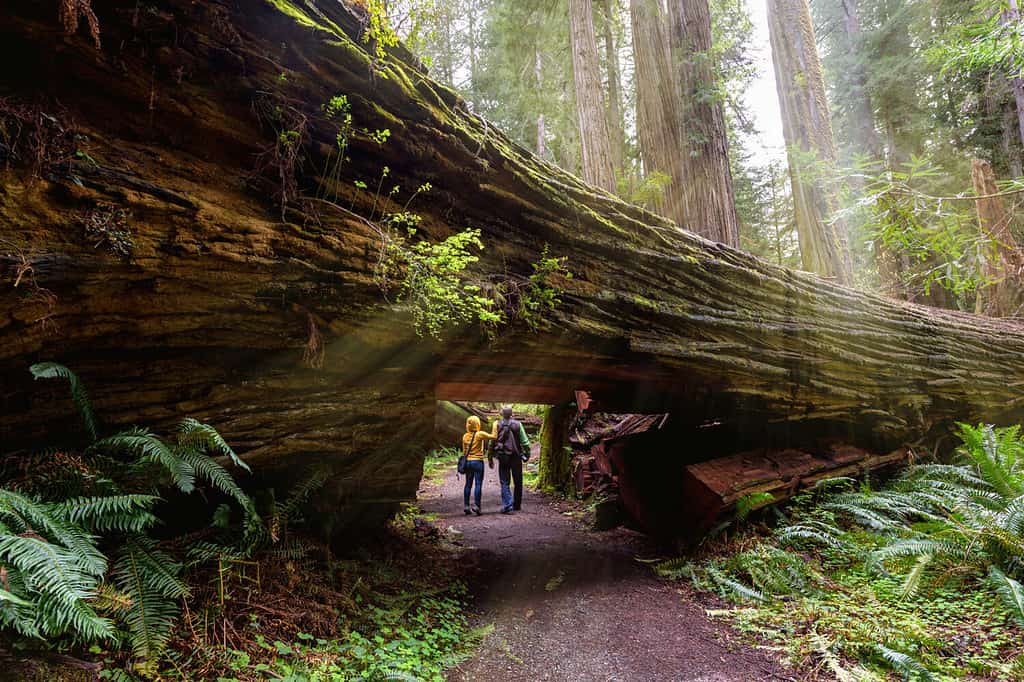 A couple tourists hiking in Redwood National Park, California