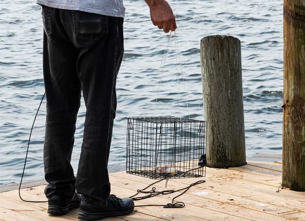 Crab traps batied with chicken or fish can legally be tied to a pier.
