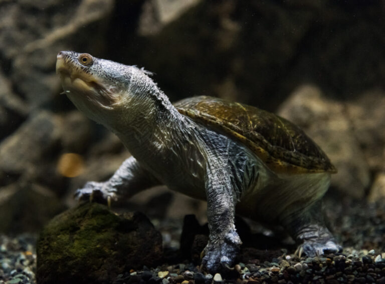 Musk Turtle: Lifespan, Size, and How to Care for One - A-Z Animals