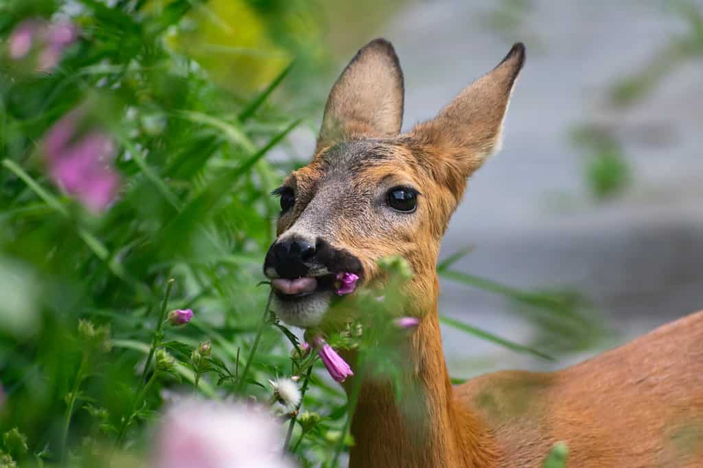 Young roe deer munching on pink mallow flowers in a residential garden in Sweden during the summer.