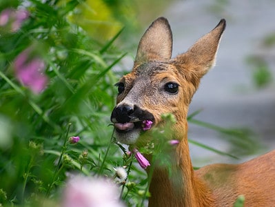 A Are Zinnias Deer Resistant? 35 Beautiful Flowers Deers Will Leave Alone