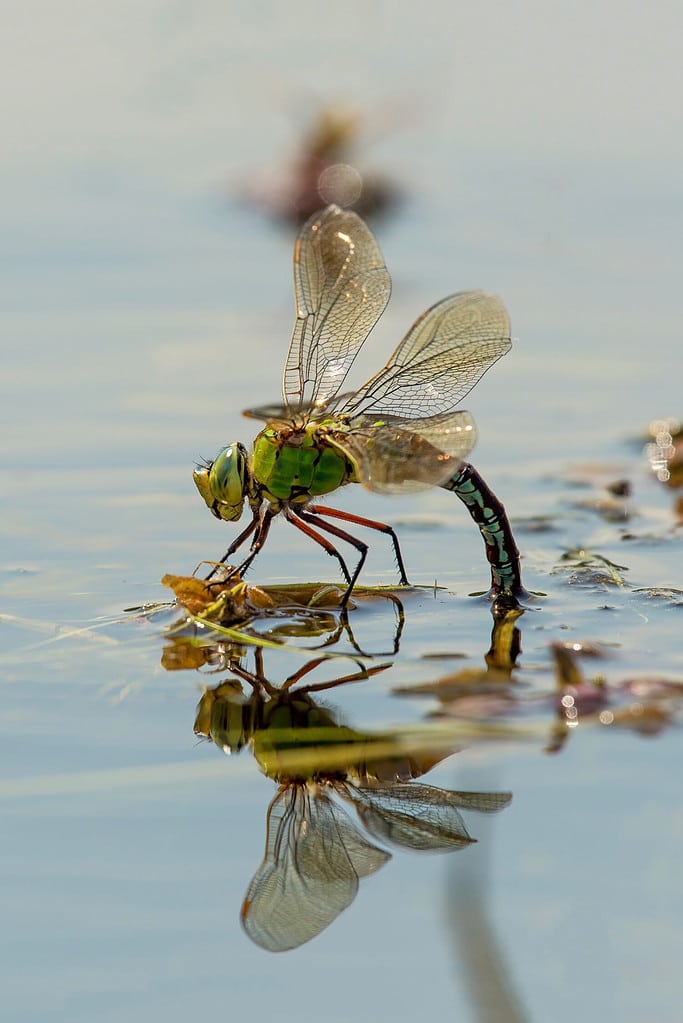 Dragonfly laying eggs under water