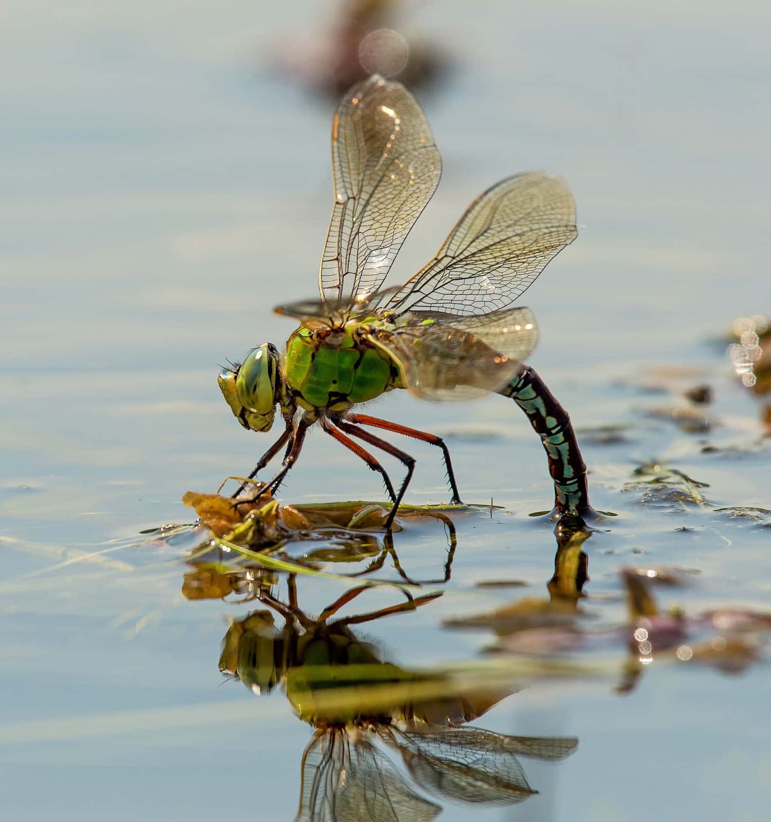 Dragonfly lays eggs under water.