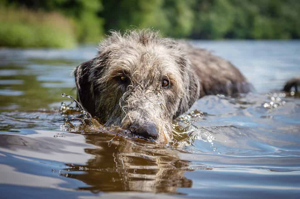 Irish Wolfhound. Shot of the head of a swimming dog.