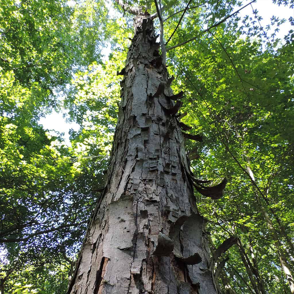 Shagbark Hickory tree view from below