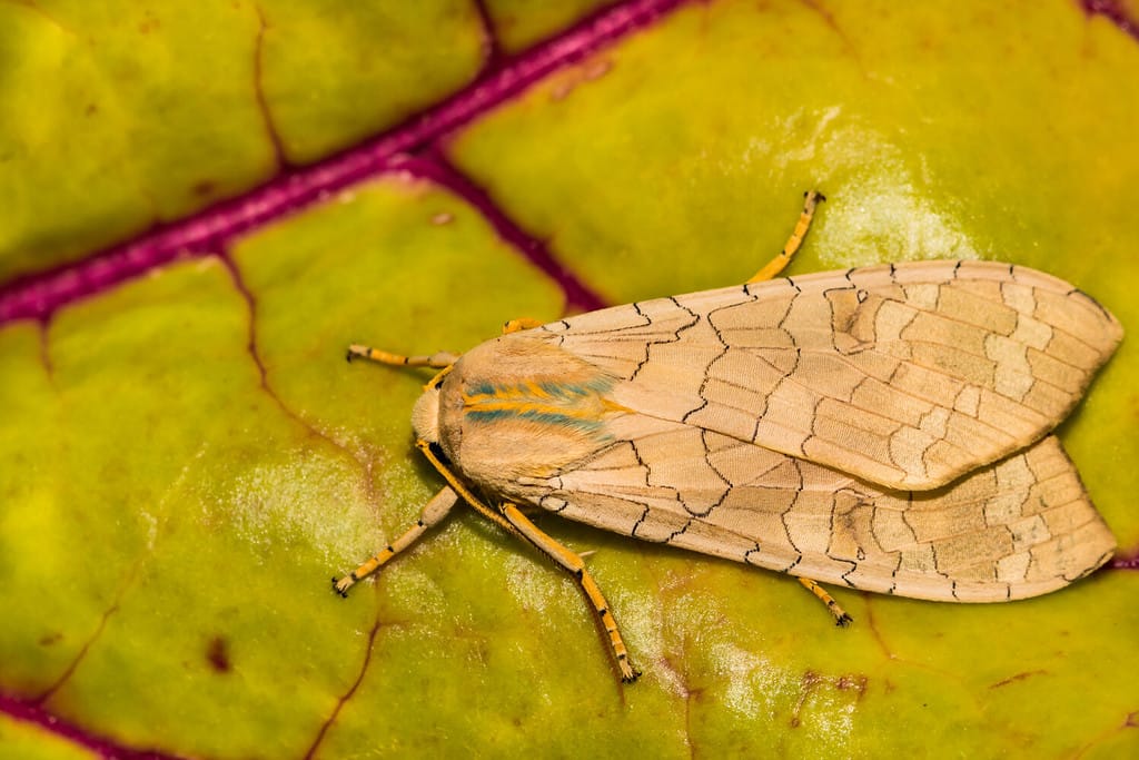 Banded Tussock Moth ( Halysidota tessellaris)