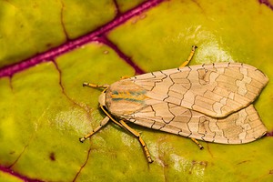 The 15 Most Common Moths You’ll Find in Texas Picture