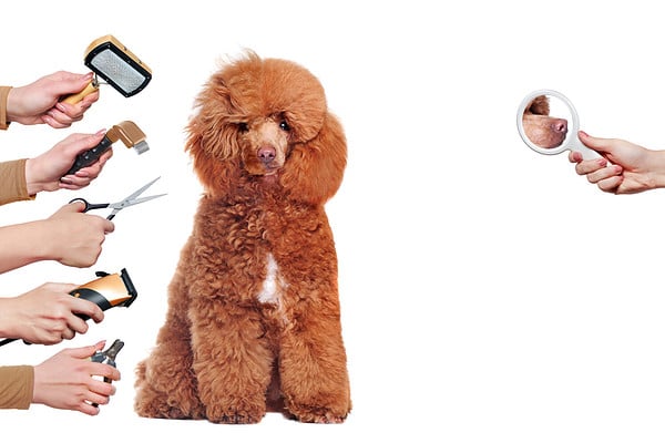 How to Groom a Poodle: 2 Styles, 10 Steps - A-Z Animals - Poodle Mix Dog Grooming Tutorials Online