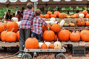 Georgia’s Top 9 Best Fall Festivals to Attend This Year Picture