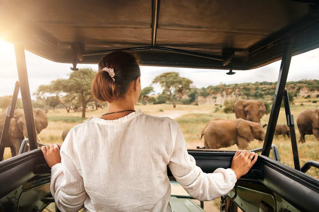 Woman tourist on a safari in Africa, traveling by car with an open roof in Kenya and Tanzania, watching elephants in the savannah. Tarangire National Park.