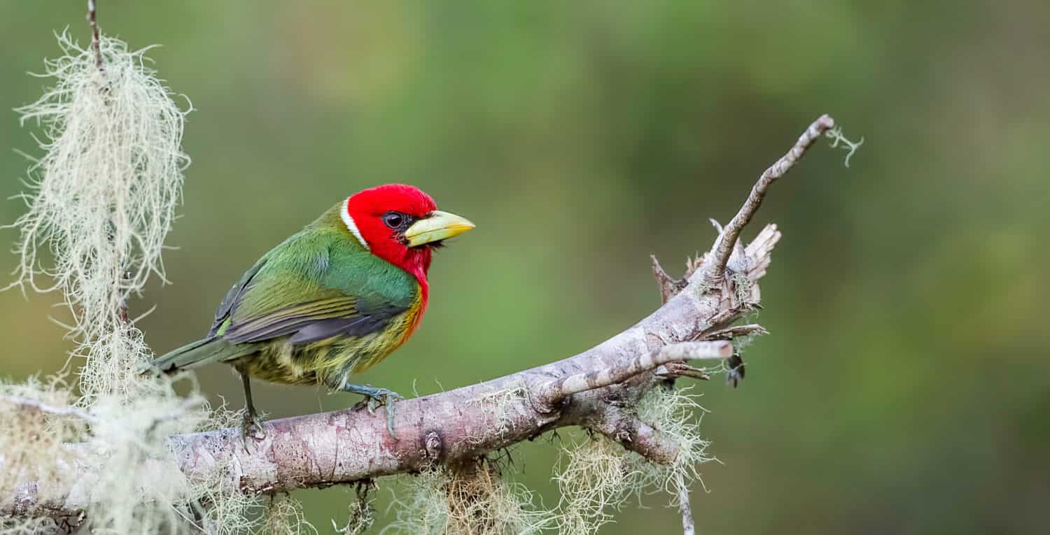 Red headed barbet photgraphed in Costa Rica on a perfect mossy perch