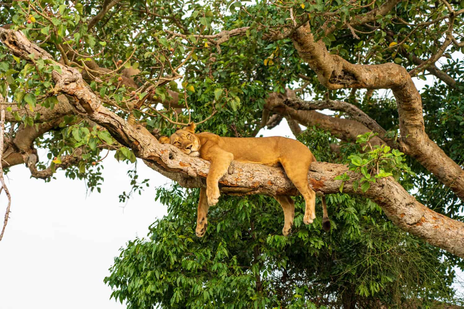 Tree Lions at Queen Elisabeth National Park Uganda