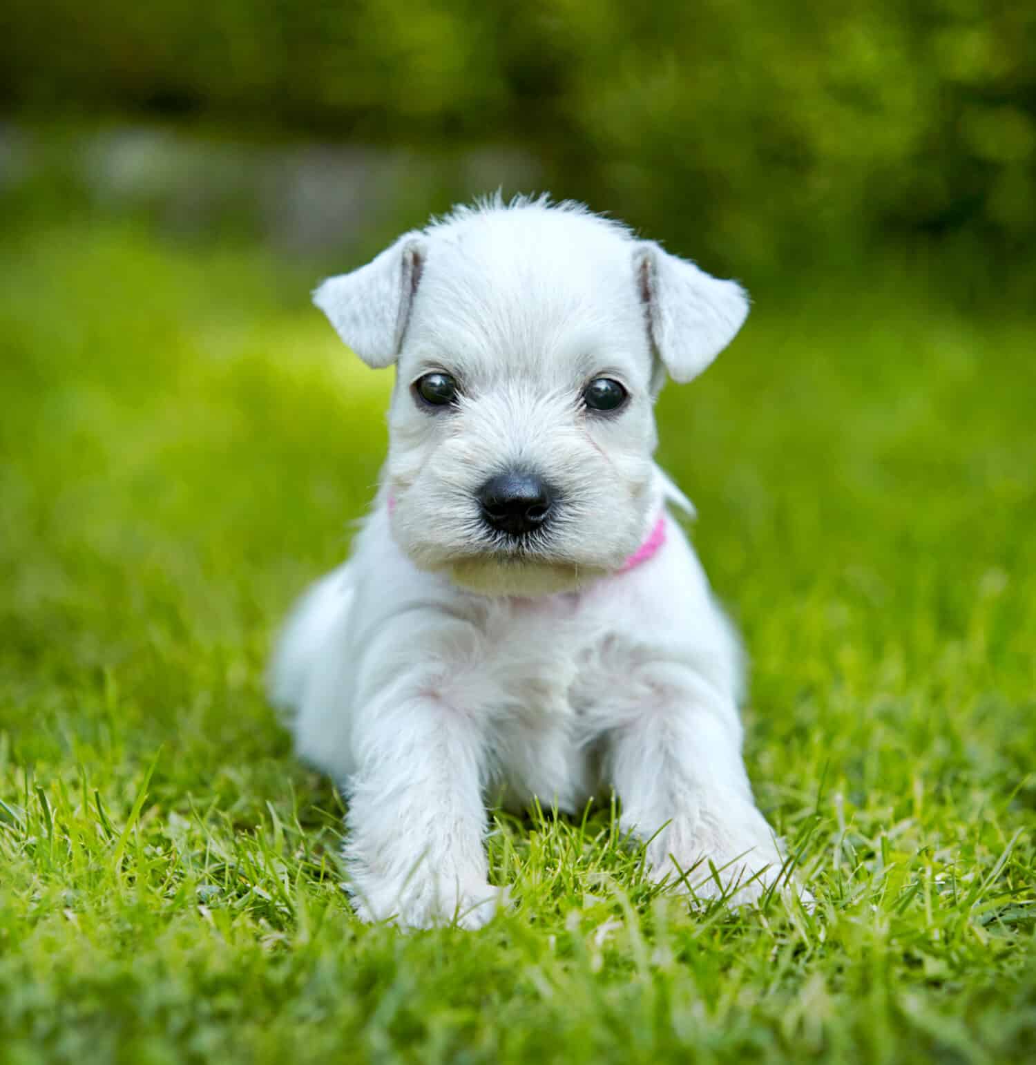 white schnauzer puppy in a green grass