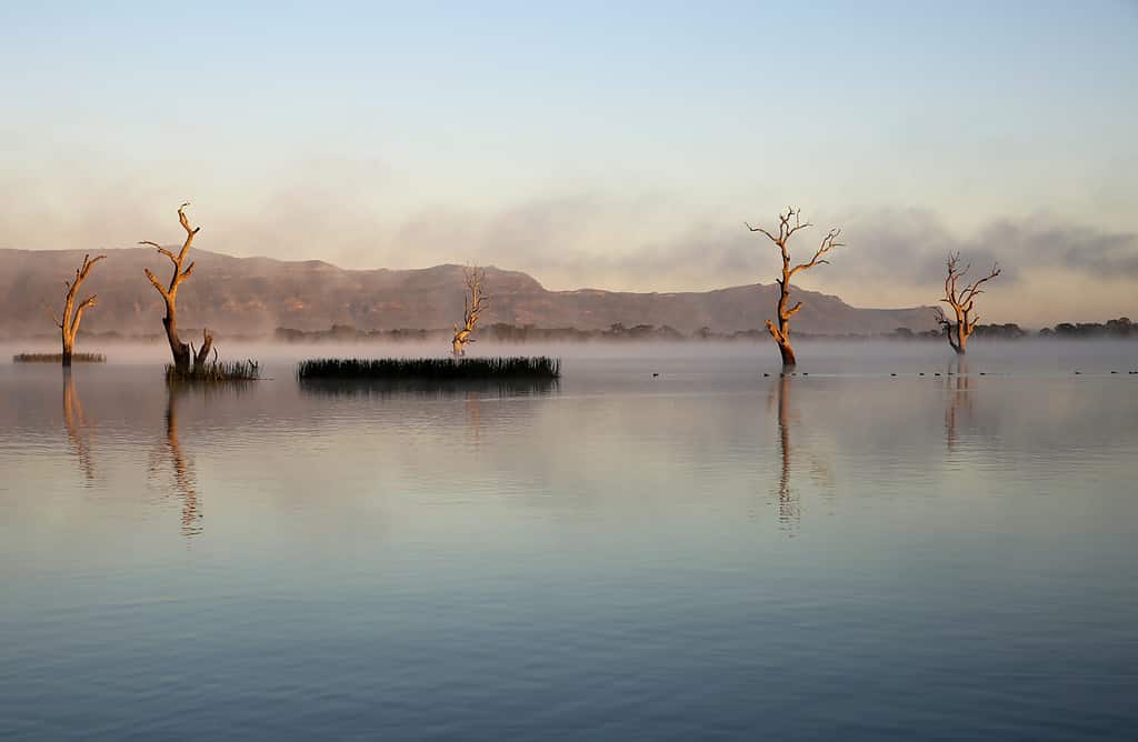 Early morning mist on beautiful Lake Fyans near the Grampian Mountain Range in Western Victoria, with dead trees reflected in the mirror smooth surface.