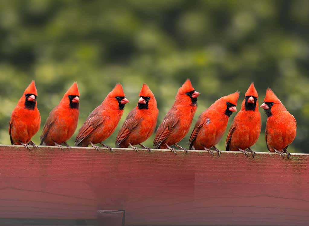 many cardinals on the fence