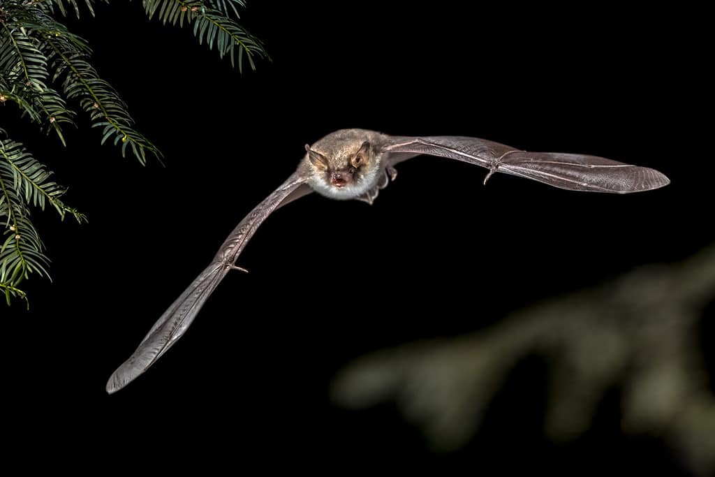 Flying bat hunting in forest. Natterer's bat (Myotis nattereri) is found across most of the continent of Europe, parts of the Near East and North Africa. It feeds on insects and other invertebrates.