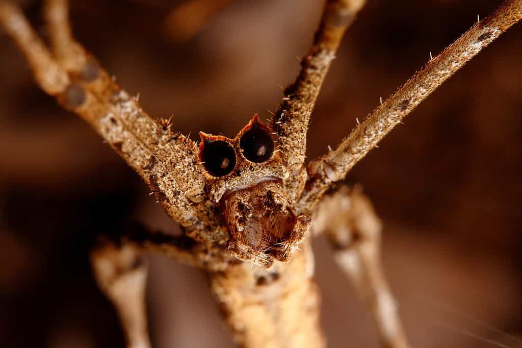 Ogre-faced spider or net casting spider of genus Deinopis. These nocturnal spiders have huge eyes allowing them to see during the night. Photo taken in Ndumo Game Reserve, South Africa.