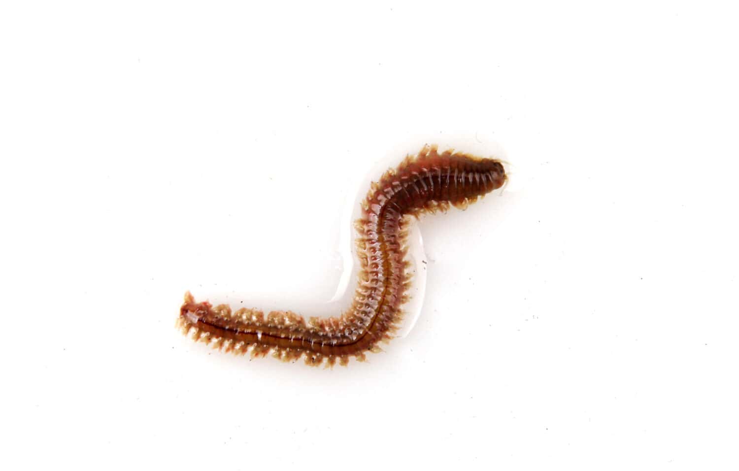 Close-Up Of Clam Worm Against White Background