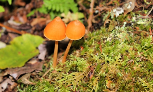 Closeup of two unicorn mushrooms growing in moss on forest floor