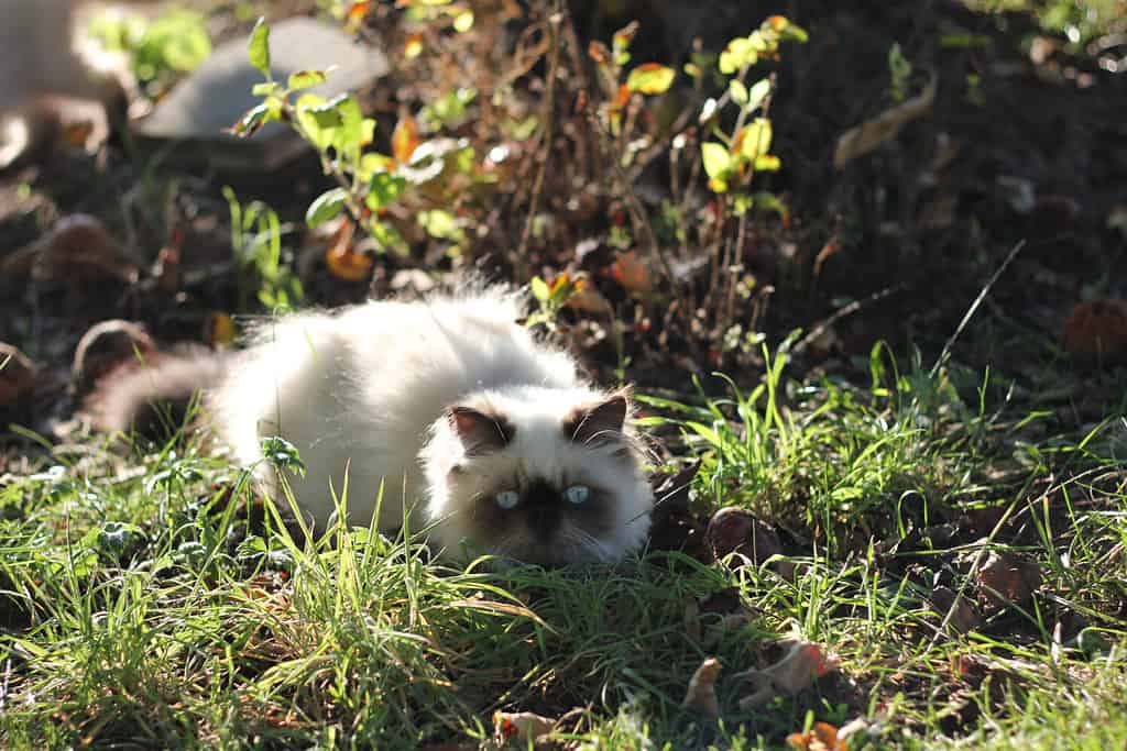 Persian cat colourpoint seal point with blue eyes