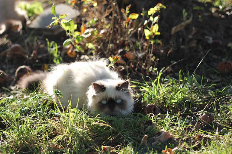 Persian cat colourpoint seal point with blue eyes