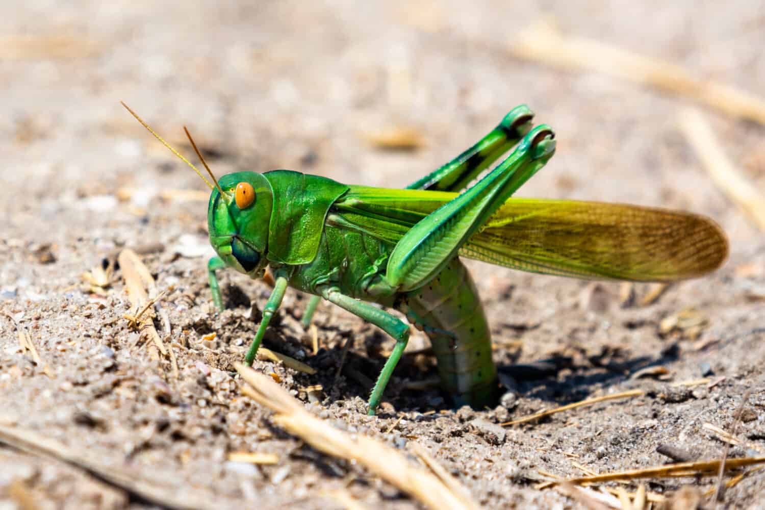 green grasshopper lay eggs in ground