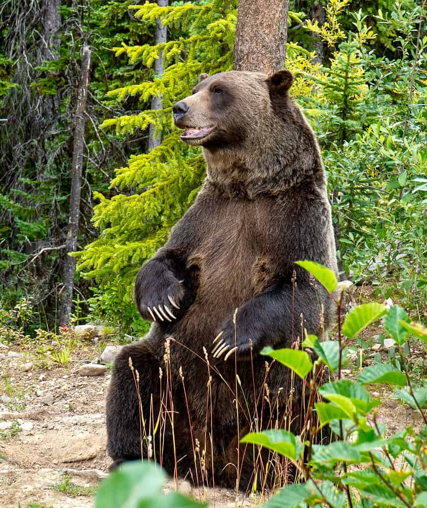 Rescued grizzly bear scratches his back on a tree at sanctuary in Golden, British Columbia, Canada. Boo the bear lives at the Grizzly Bear Interpretive Centre.