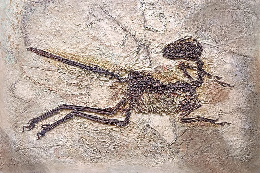 Some therapod dinosaurs had bird-like features up to 125 million years ago.