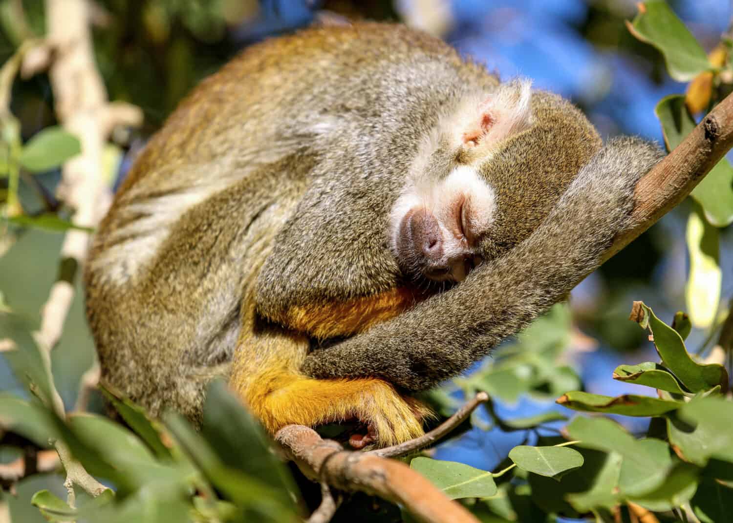 Squirrel monkey sleeping on a tree branch in the sun with tail curled up around the body. Monkey sleeps peacefully in the sunlight