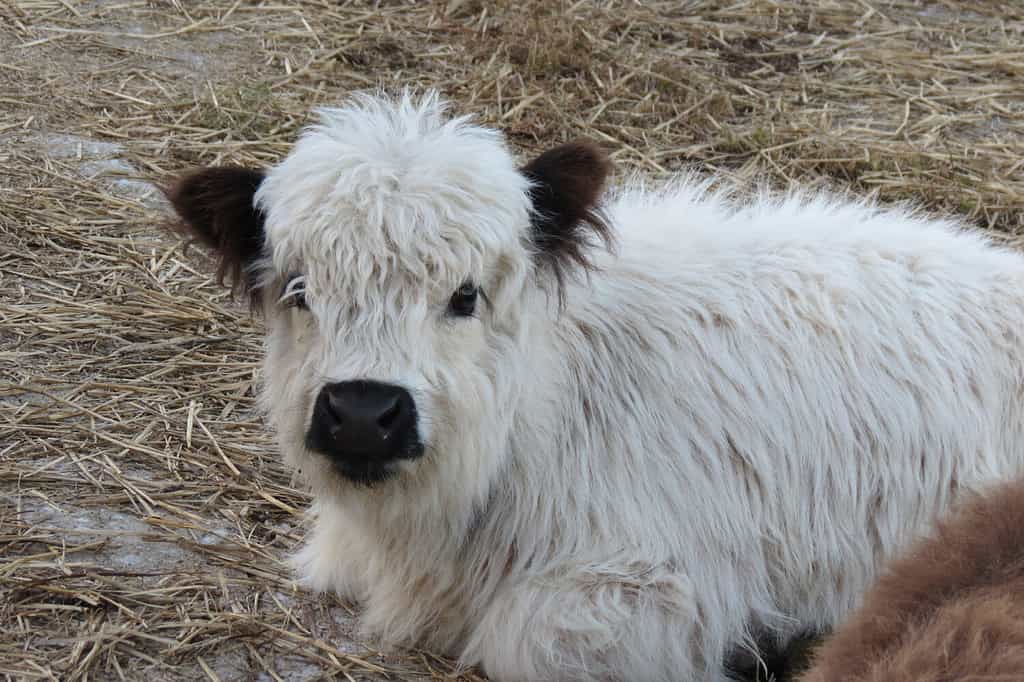 cute little miniature highland calves