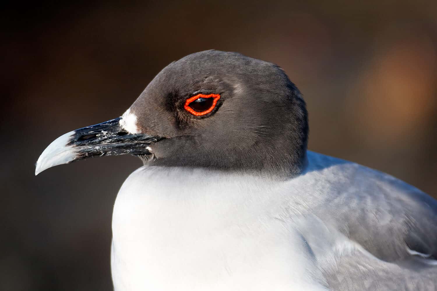 Portrait of the swallow-tailed gull in Galapagos