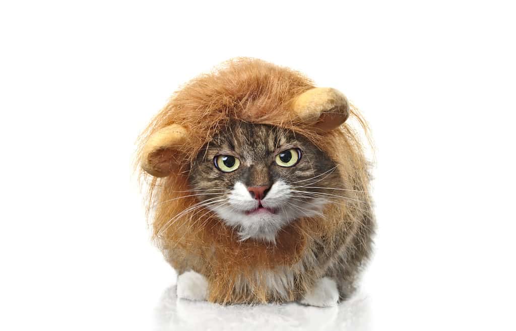 Longhair cat dressed up as a lion looking grumpy to the camera. Isolated on white background.