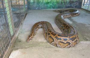Discover How a Python Has the Ability to Devour a 150-Pound Animal Picture