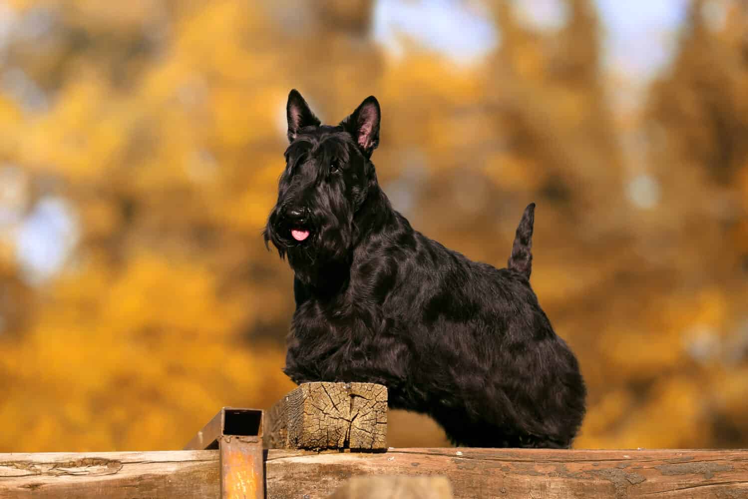portrait of Scottish terrier bitch on a dog show in autumn 